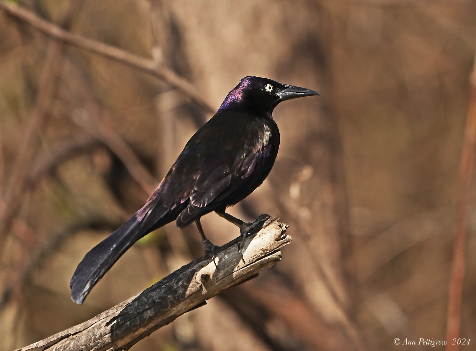 Common Grackle