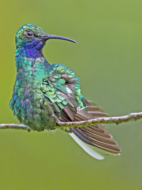 White - tailed Sabrewing - Campylopterus ensipennis