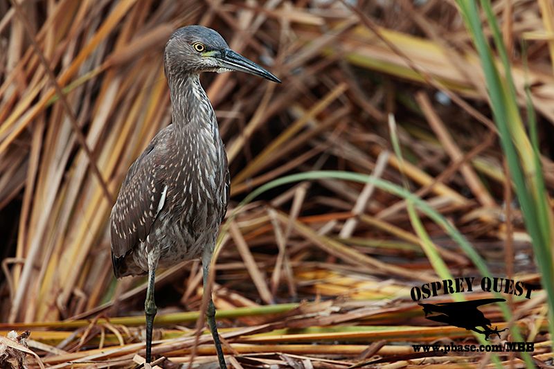 _M5A1019 NIGHT-HERON HYBRID.jpg