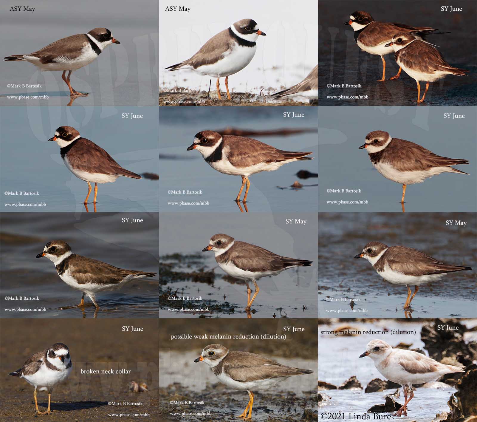 Semipalmated Plover ASY vs SY vs DILUTION.jpg