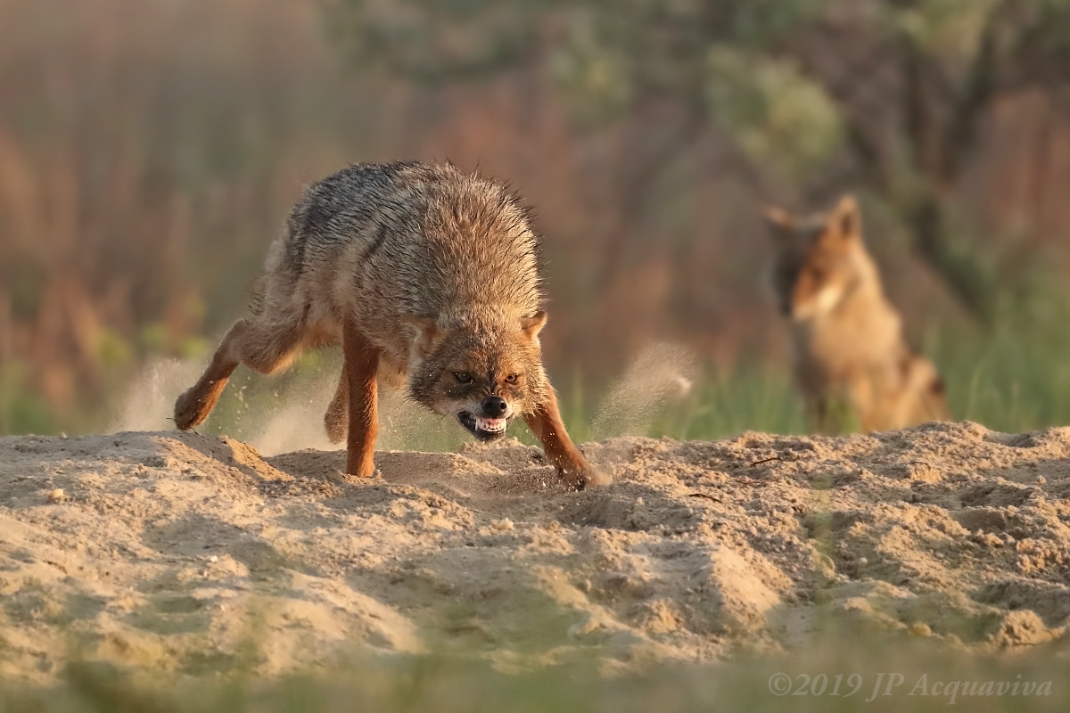 Chacal dor - golden jackal  6F5A8946b.JPG