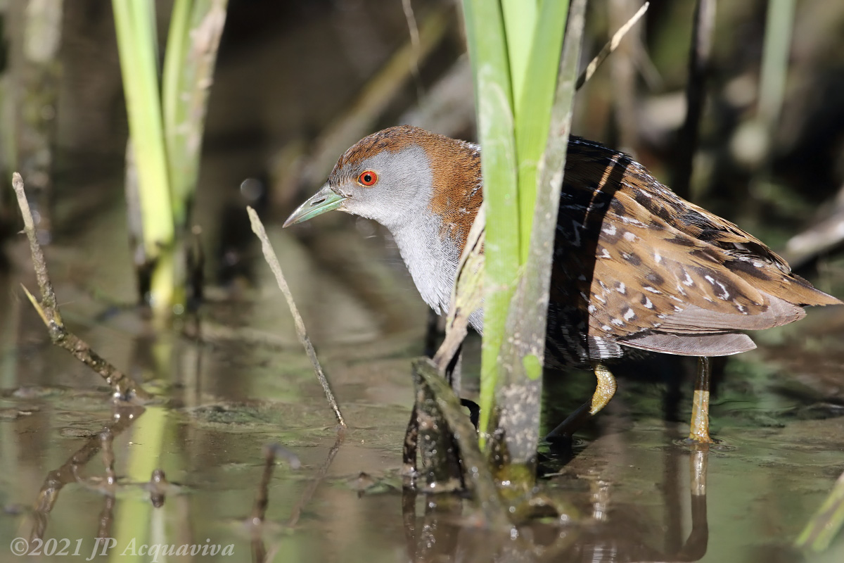 Marouette de Baillon - Baillons crake 4809.JPG