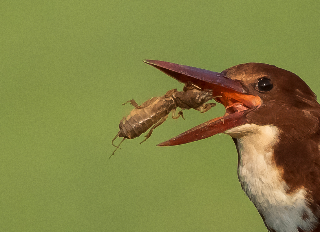 White throated Kingfisher