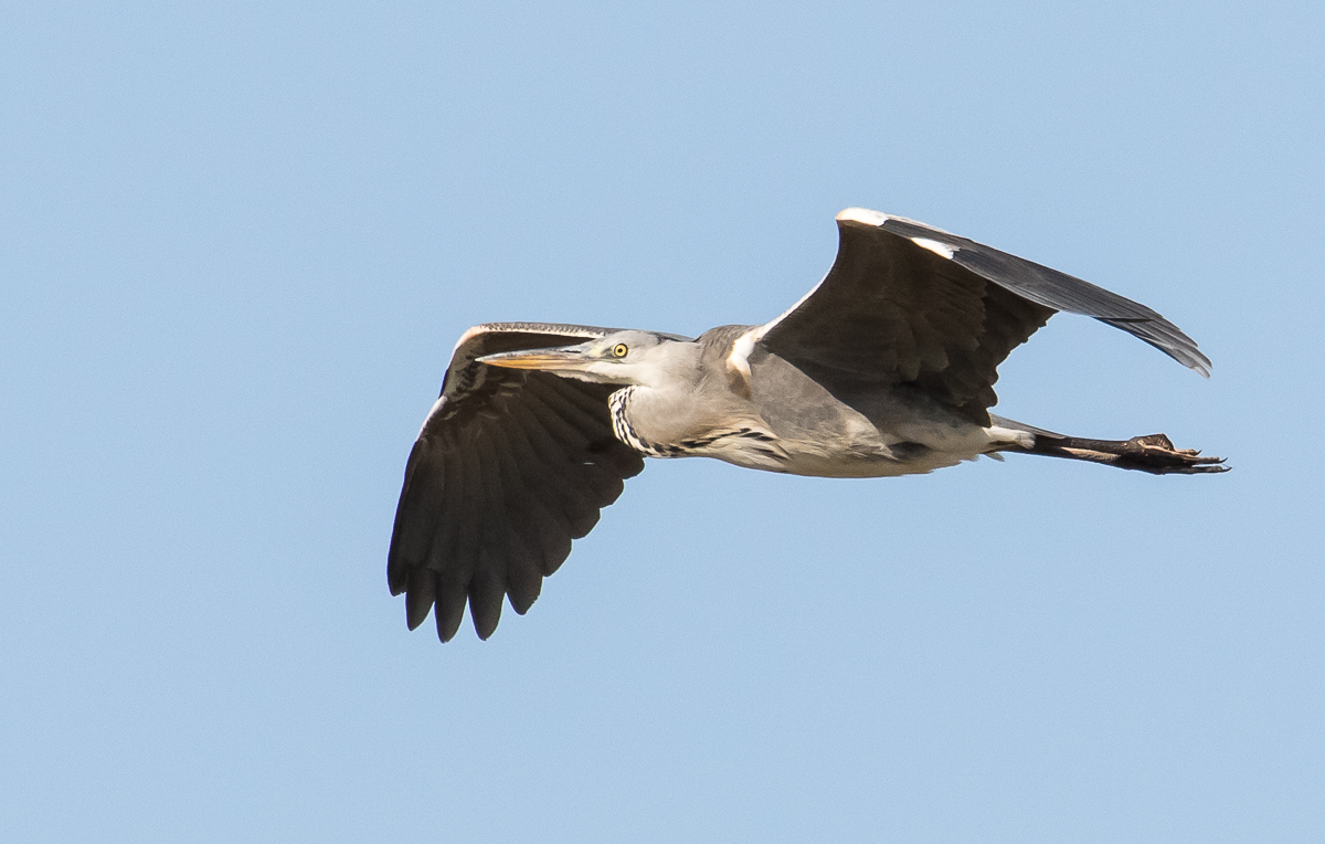 Grey Heron