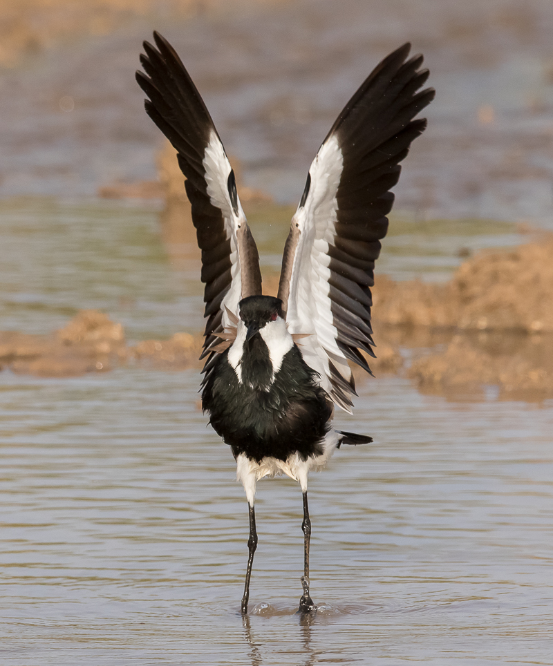 Spur-winged Lapwing 