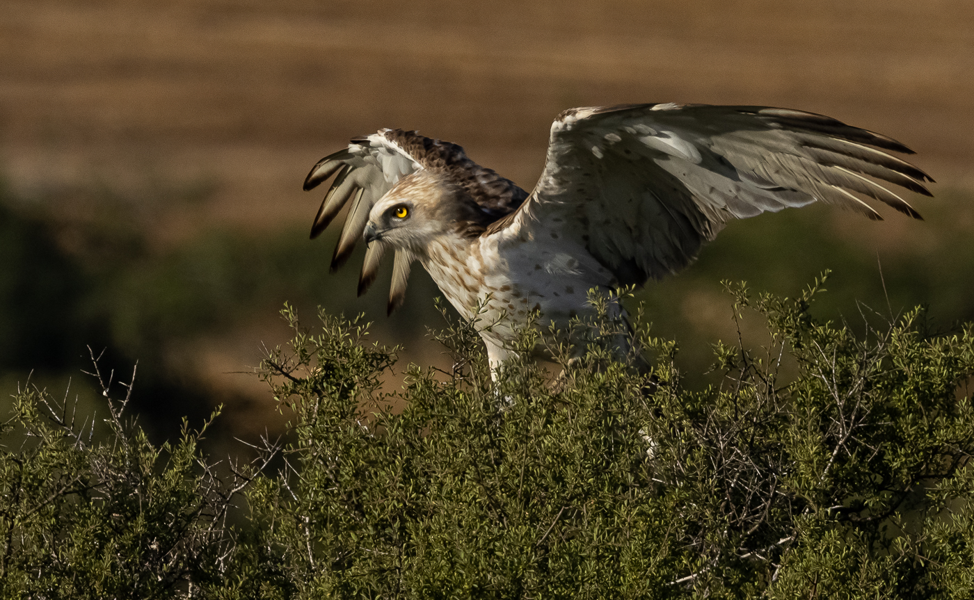 Short Toed Eagle