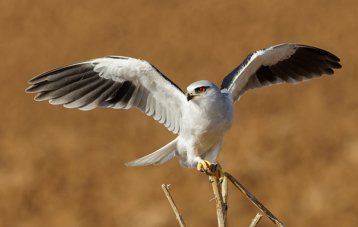 Black-winged kite