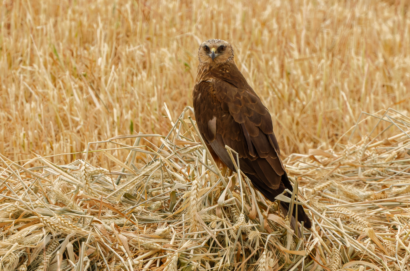 Marsh Harrier