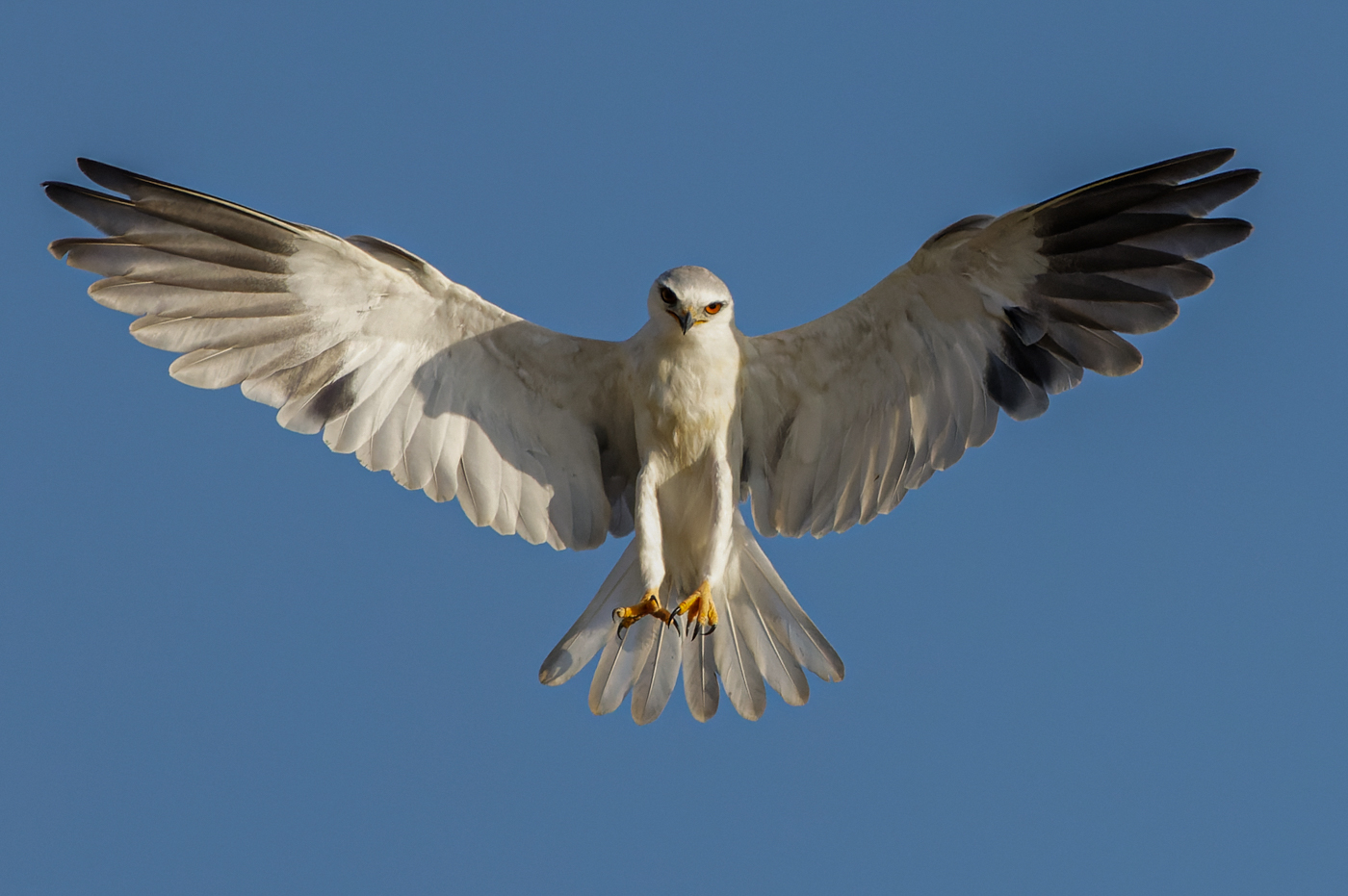 Black-winged kite