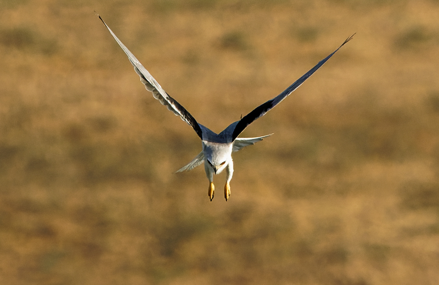 Black-winged kite