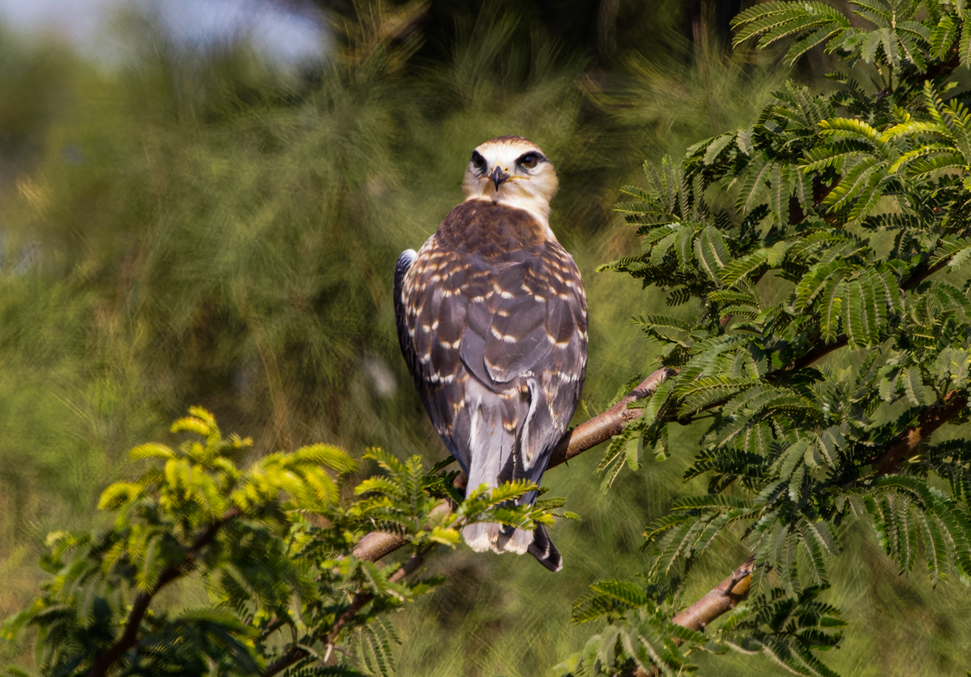 Black-winged kite