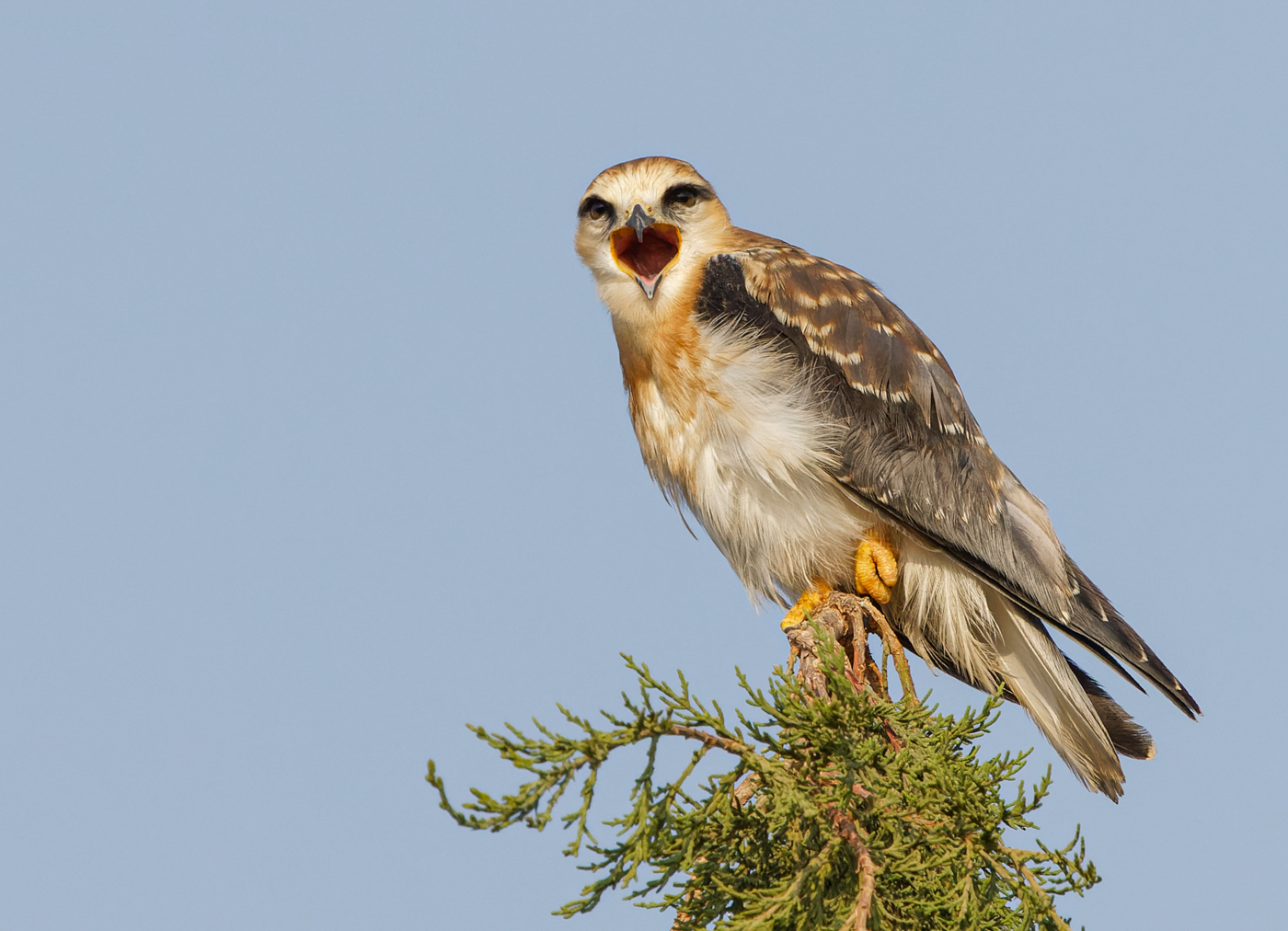 Black-winged kite