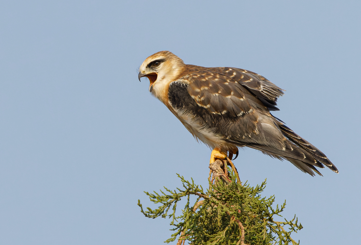 Black-winged kite