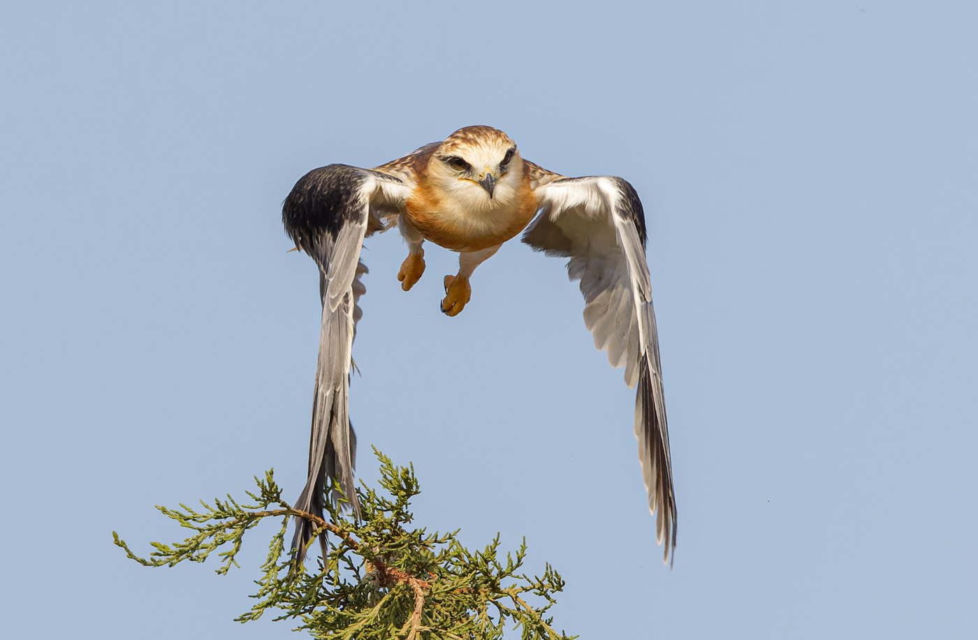 Black-winged kite