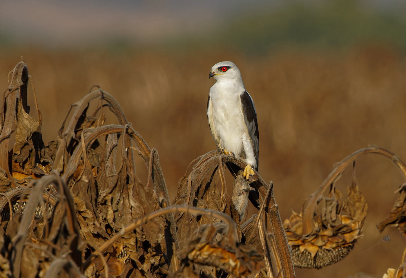 Black-winged kite