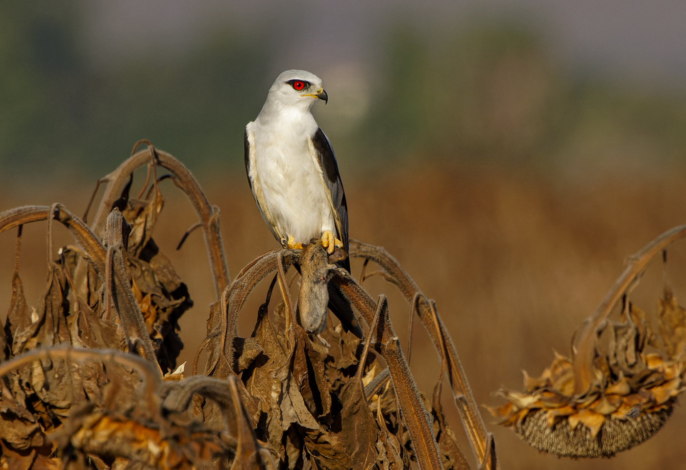 Black-winged kite