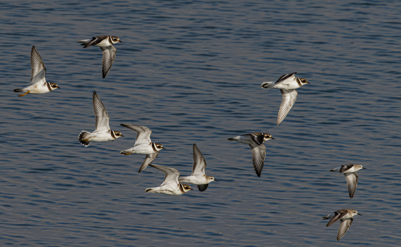 Common Ringed Plover + Little Stint