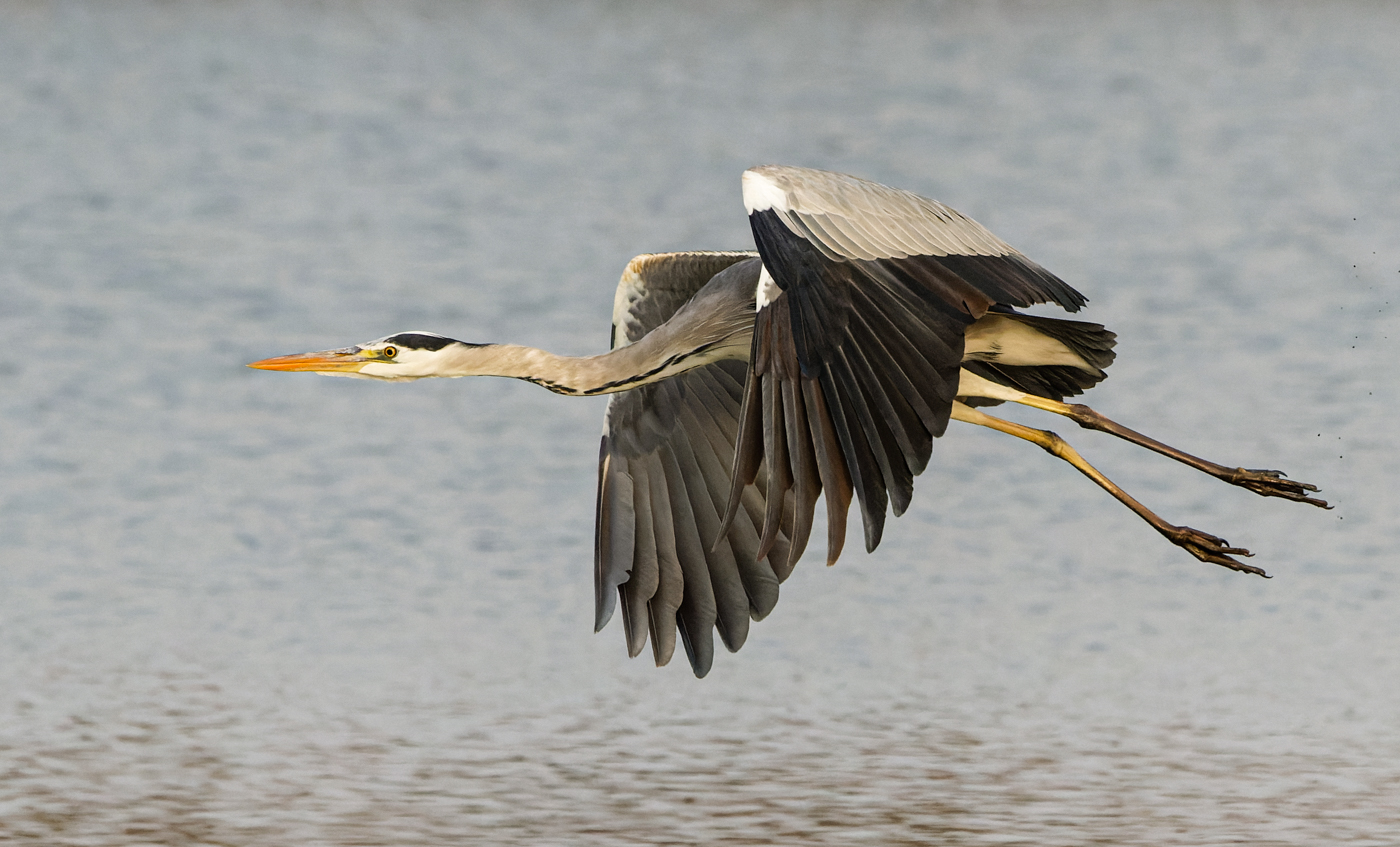 Grey Heron