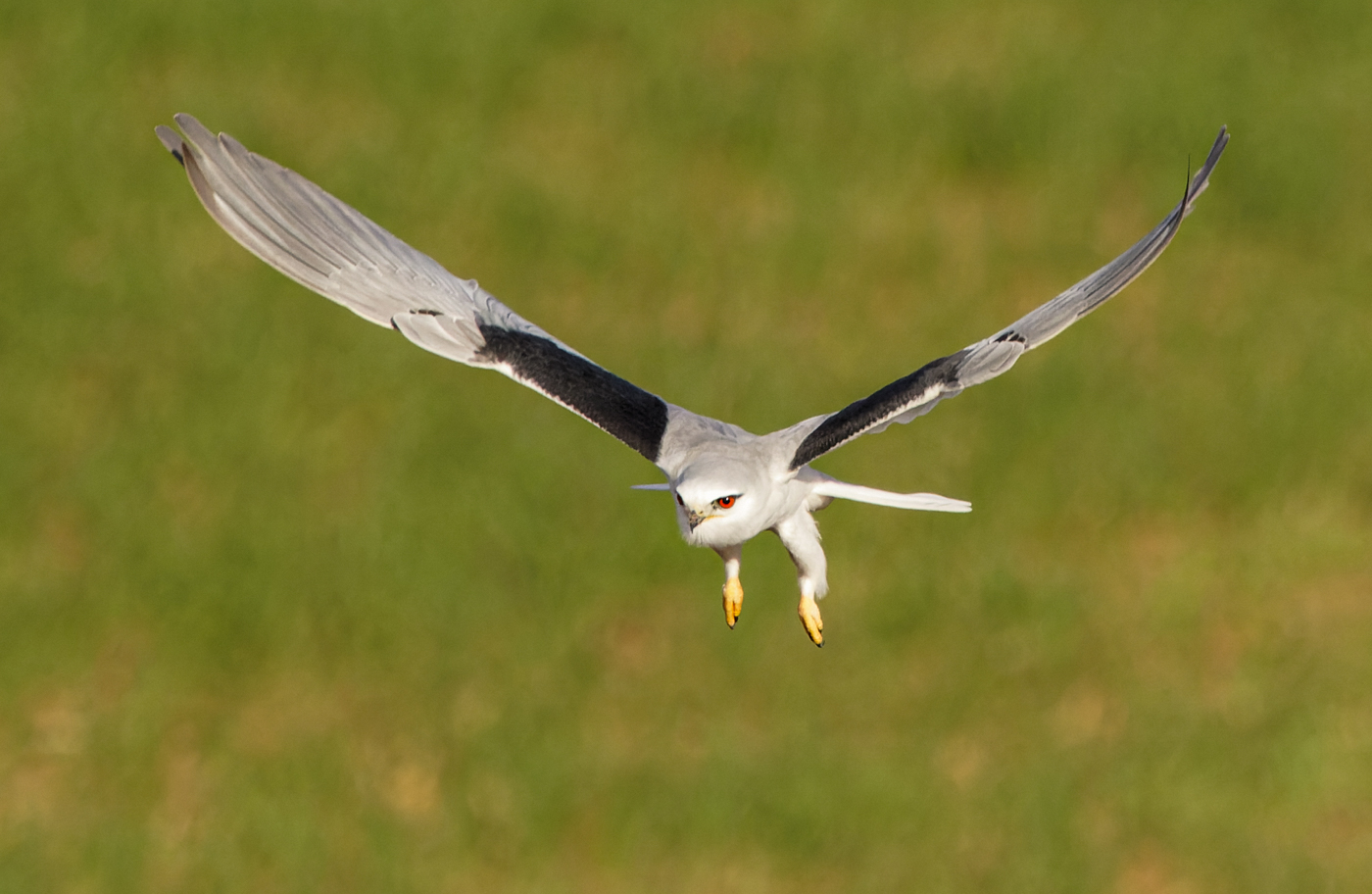 Black-winged kite