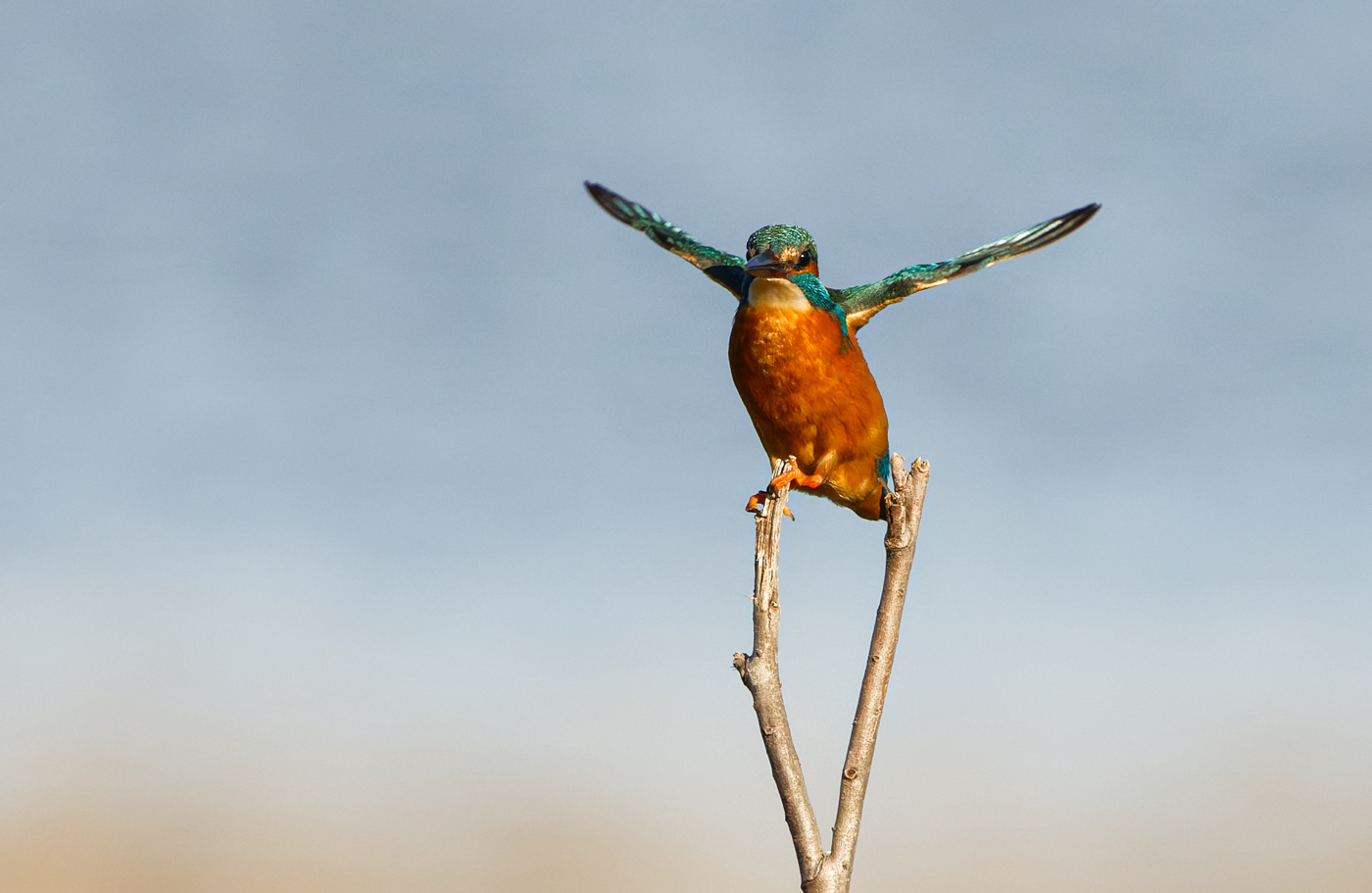 Kingfisher