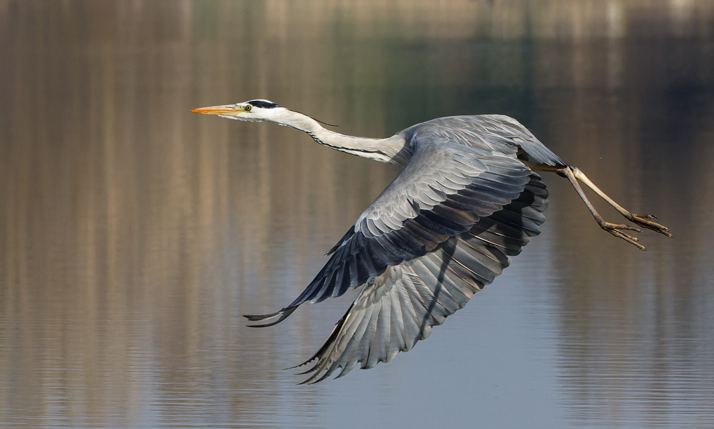 Grey Heron