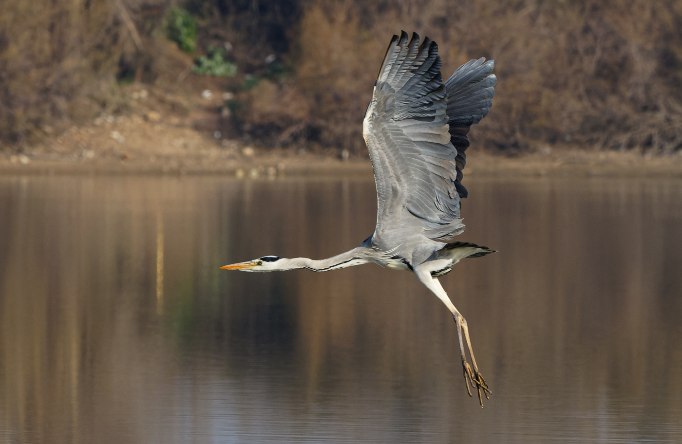 Grey Heron