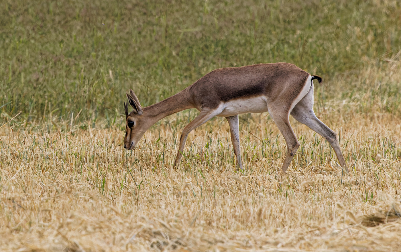 Gazella