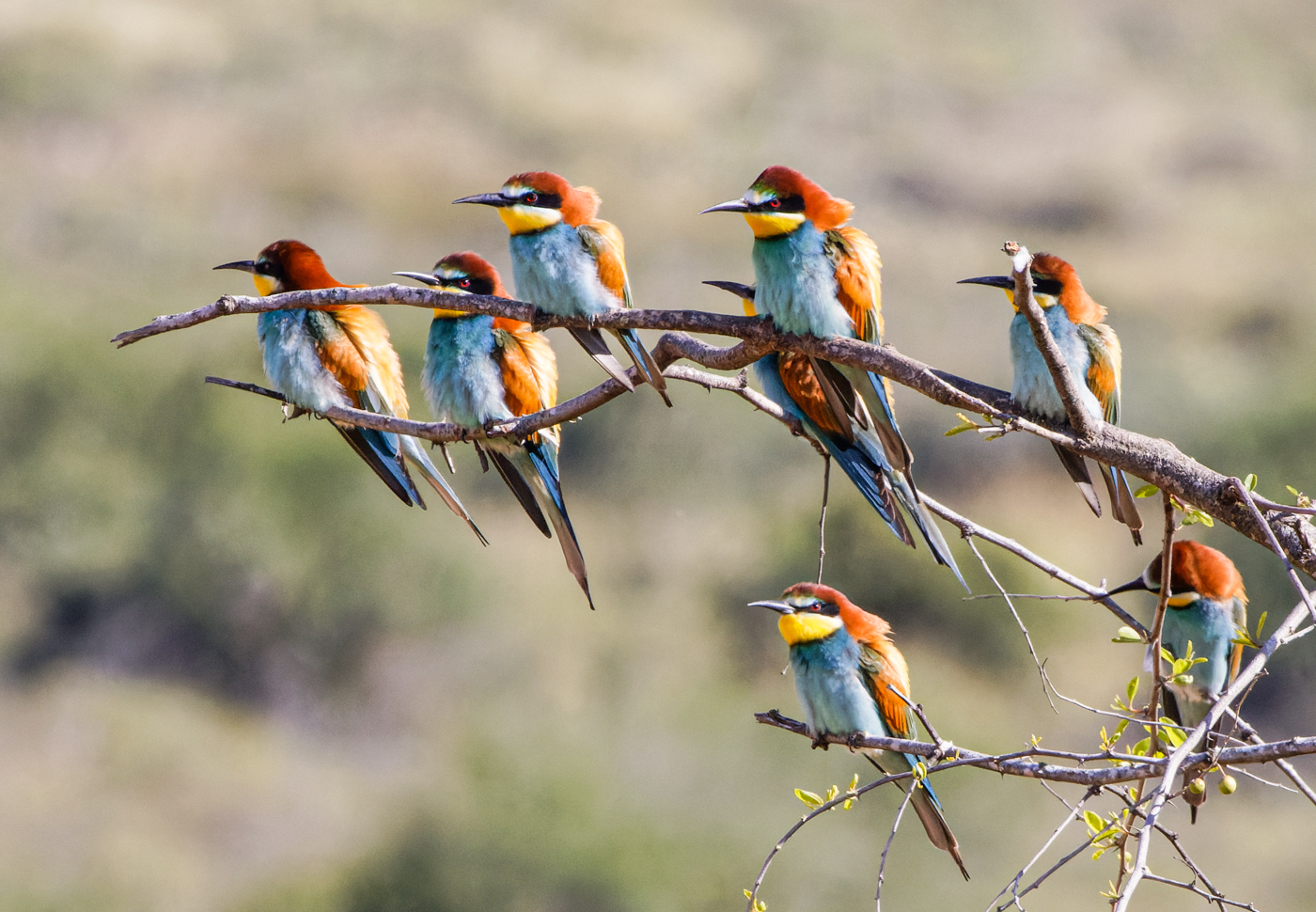 Bee Eater