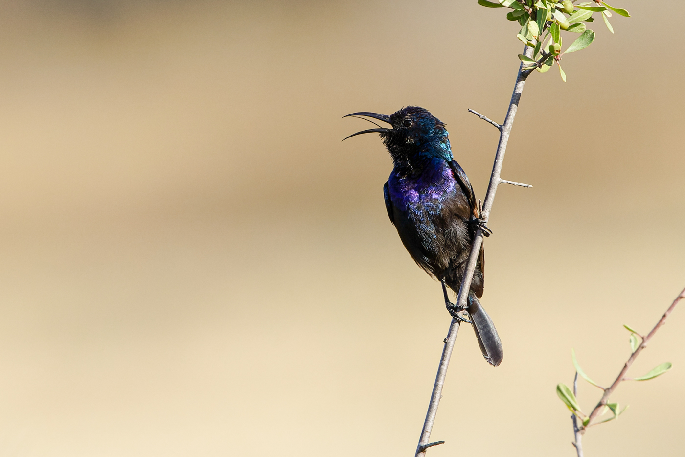 Palestine Sunbird