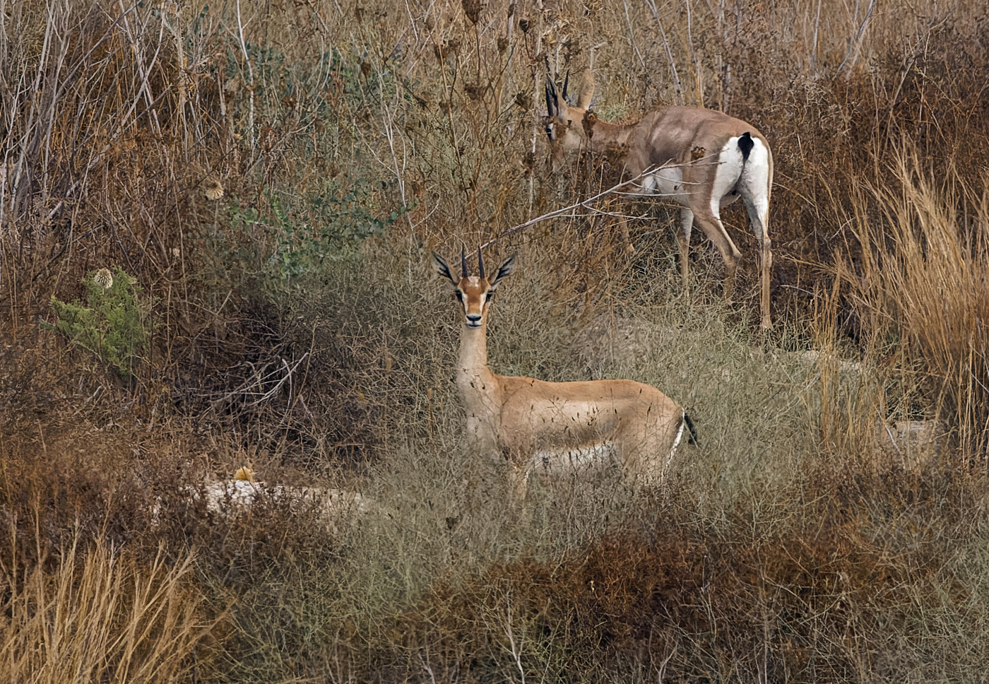Gazella