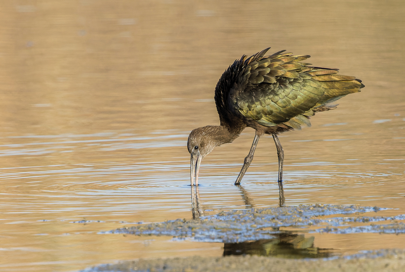 Glossy Ibis