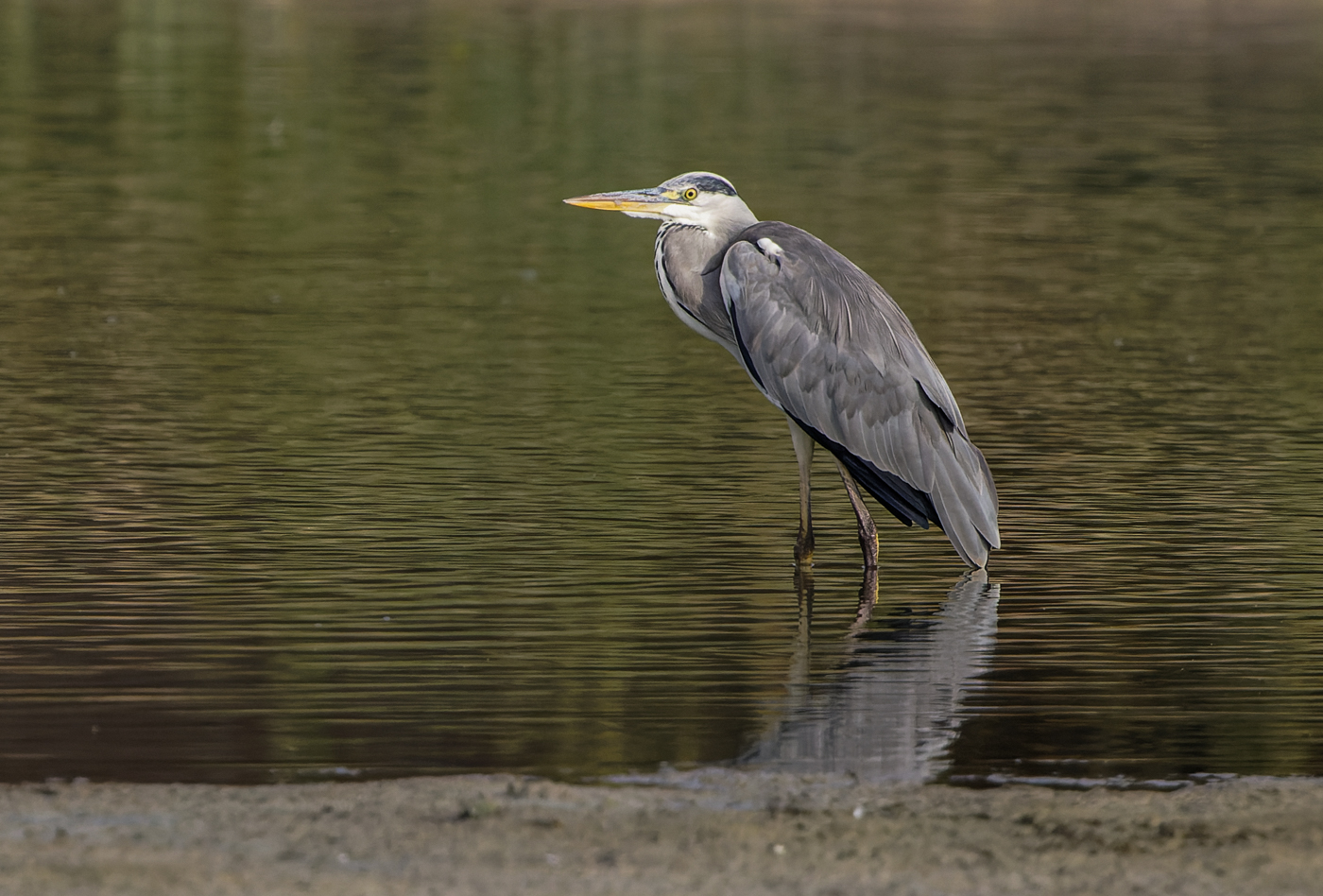 Grey Heron