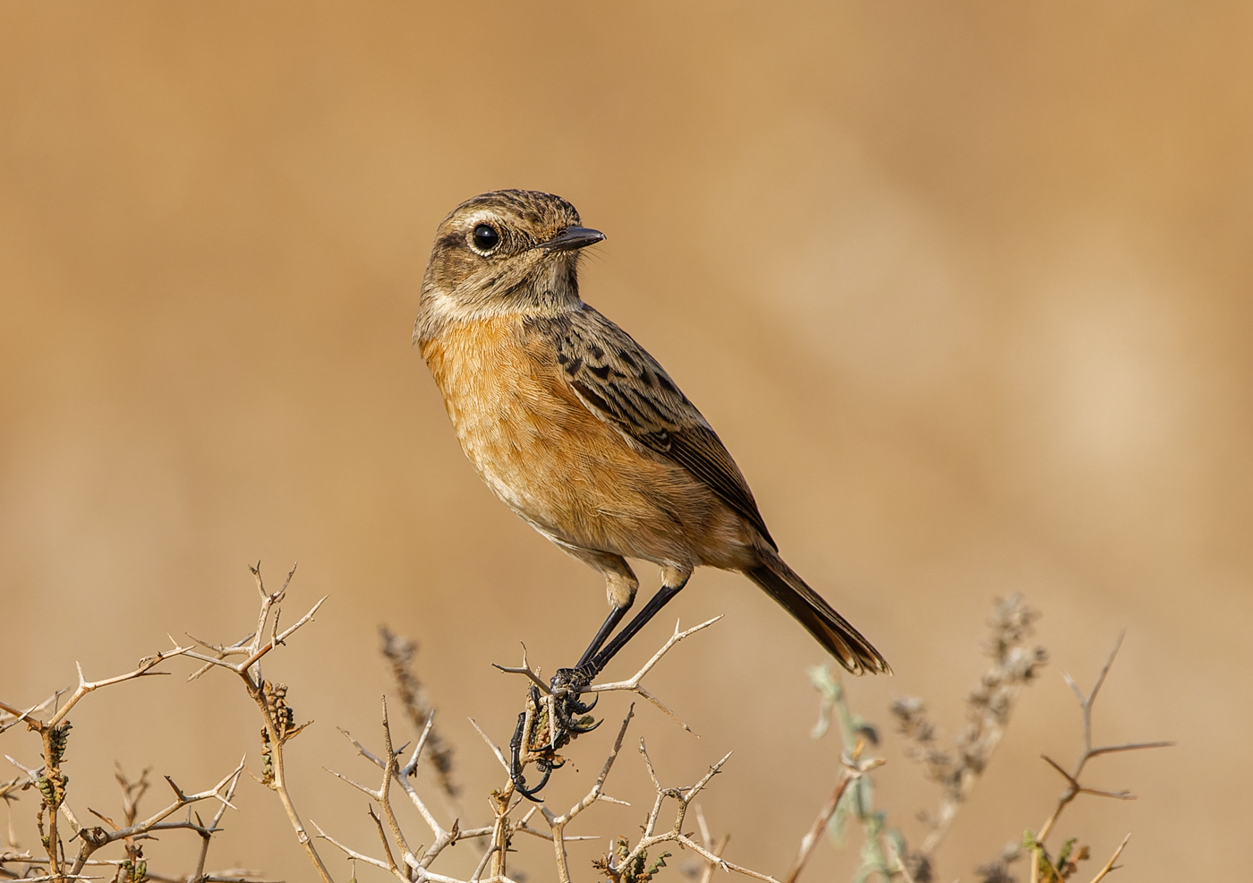 Stonechat