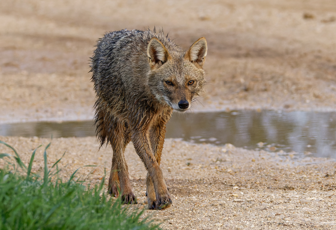 Golden Jackal