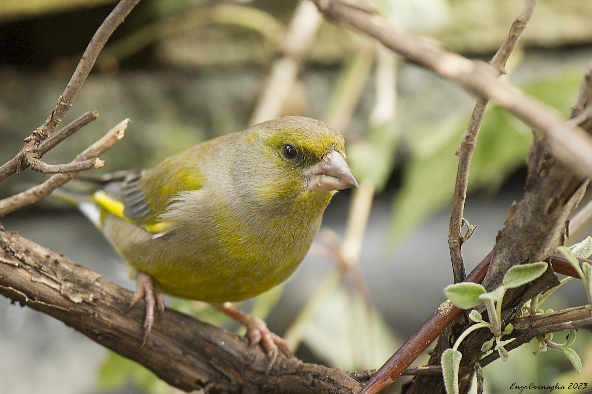 Verdone (Chloris chloris)