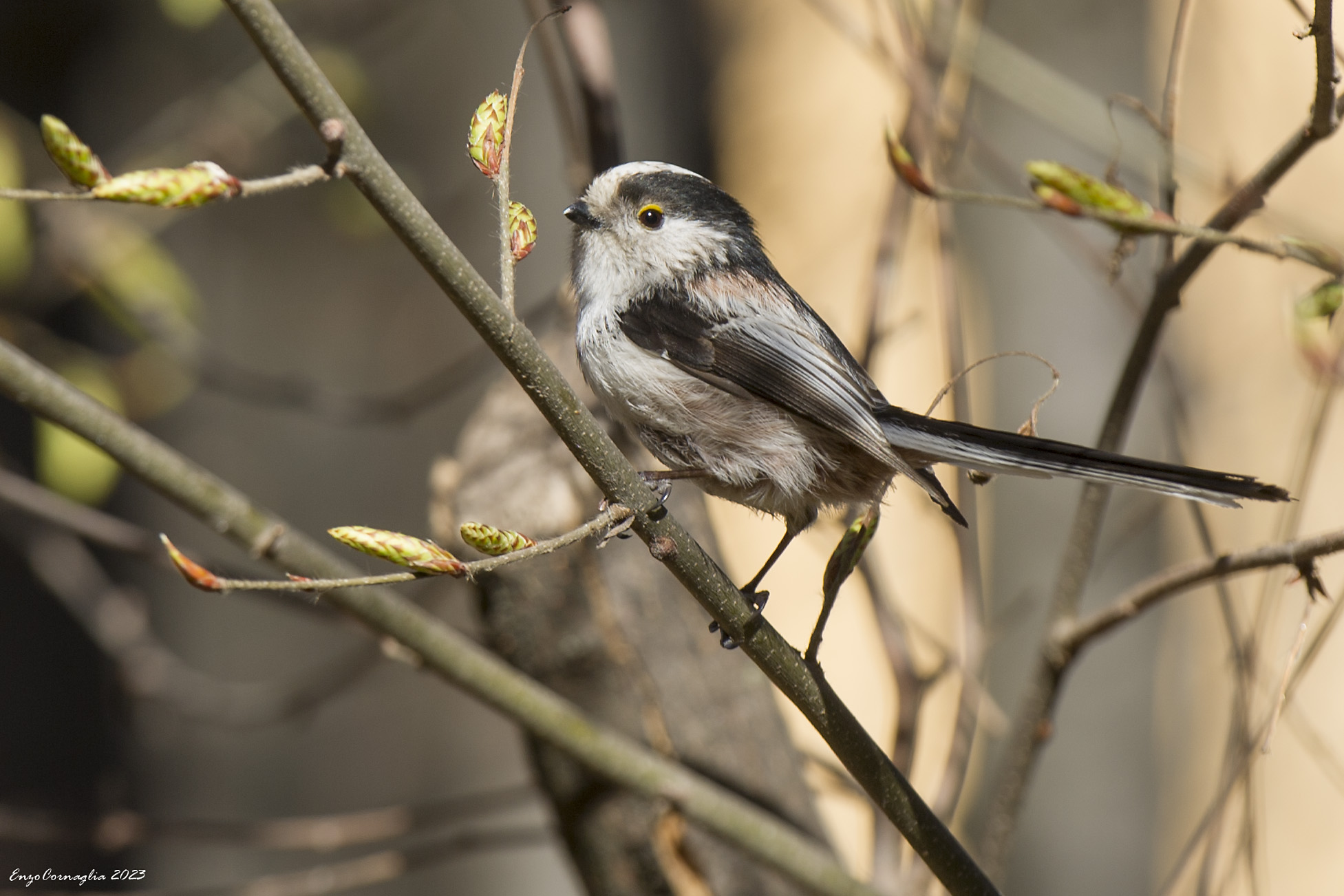 Aegithalos caudatus