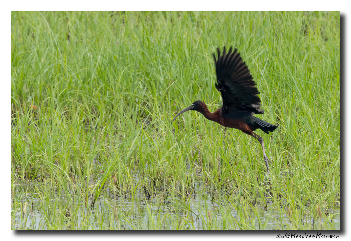 Glossy ibis