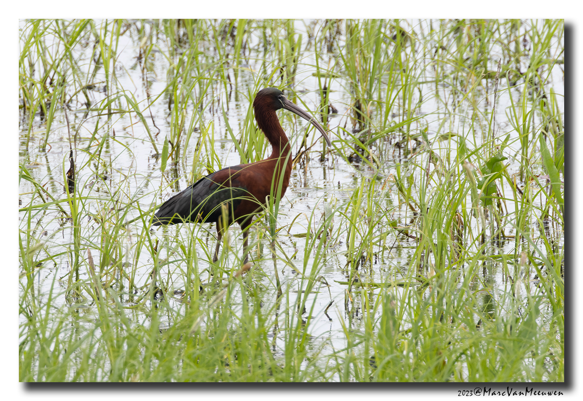 Glossy ibis