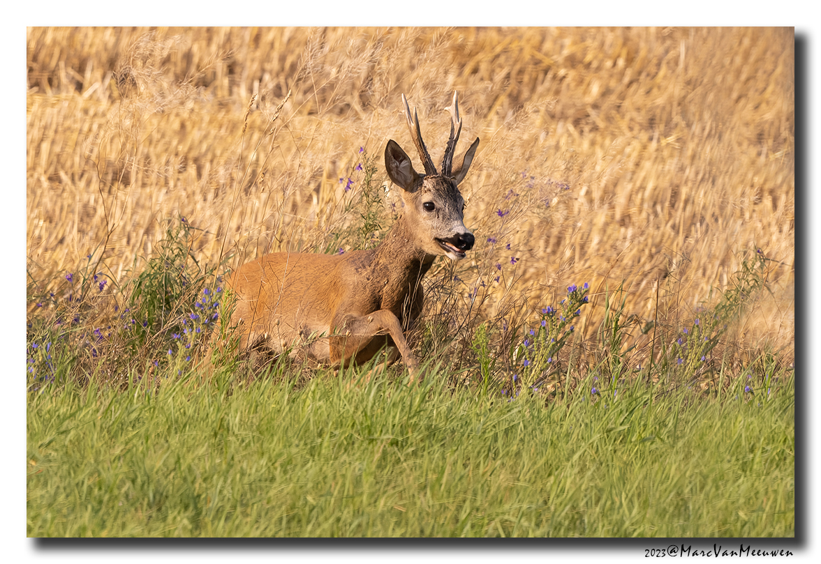 Ree - Roe deer