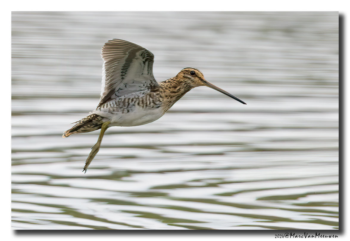 Watersnip - Snipe