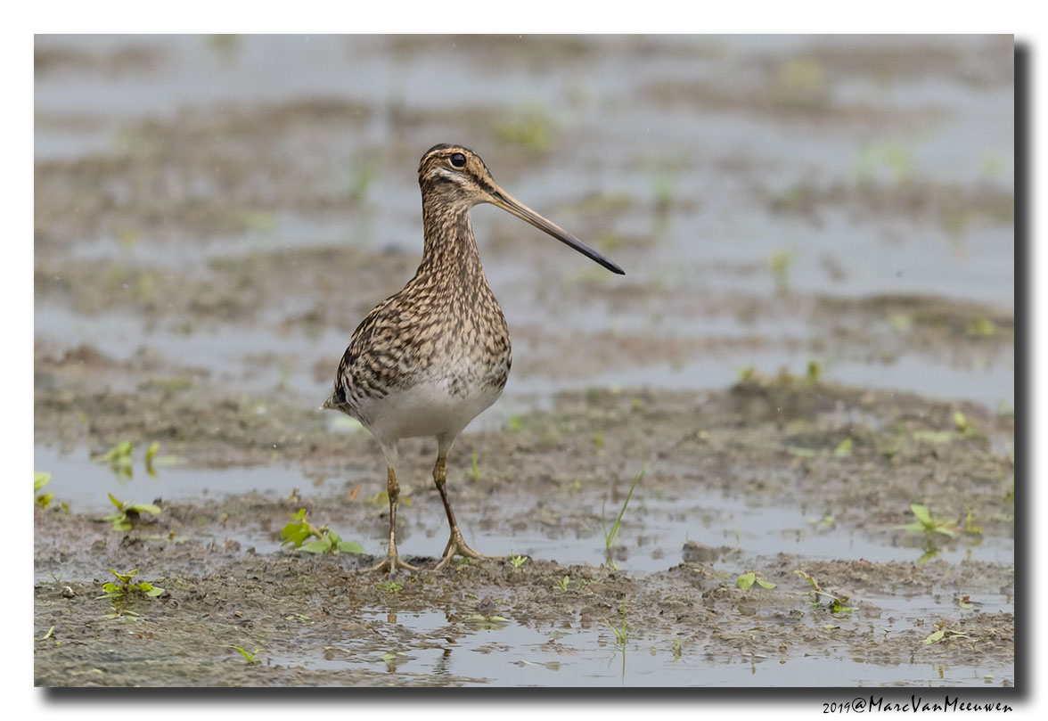 Watersnip - Snipe
