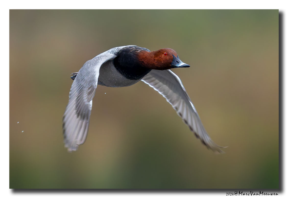 Tafeleend - Pochard