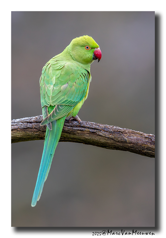 Halsbandparkiet - Rose-ringed Parakeet