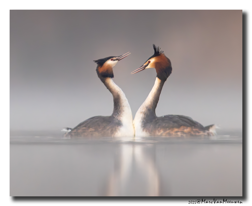 Fuut - Great Crested Grebe