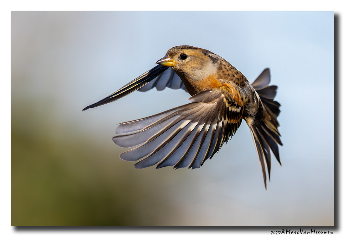Keep - Brambling