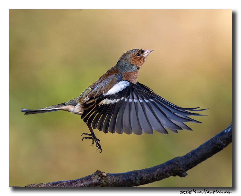 Vink - Chaffinch