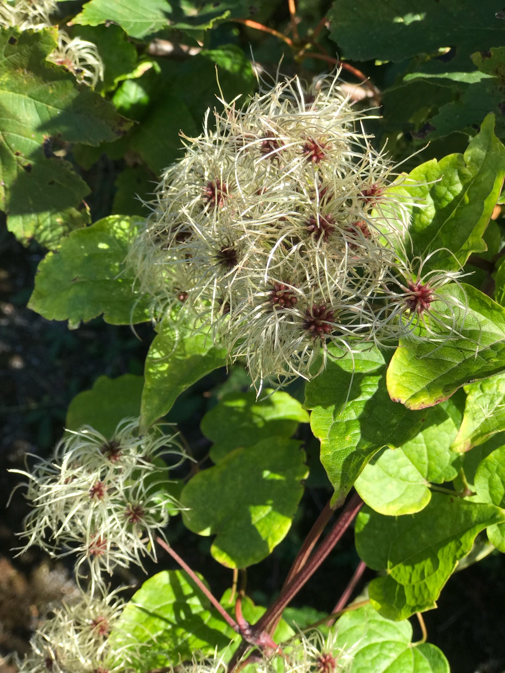 Change from flower to seed head