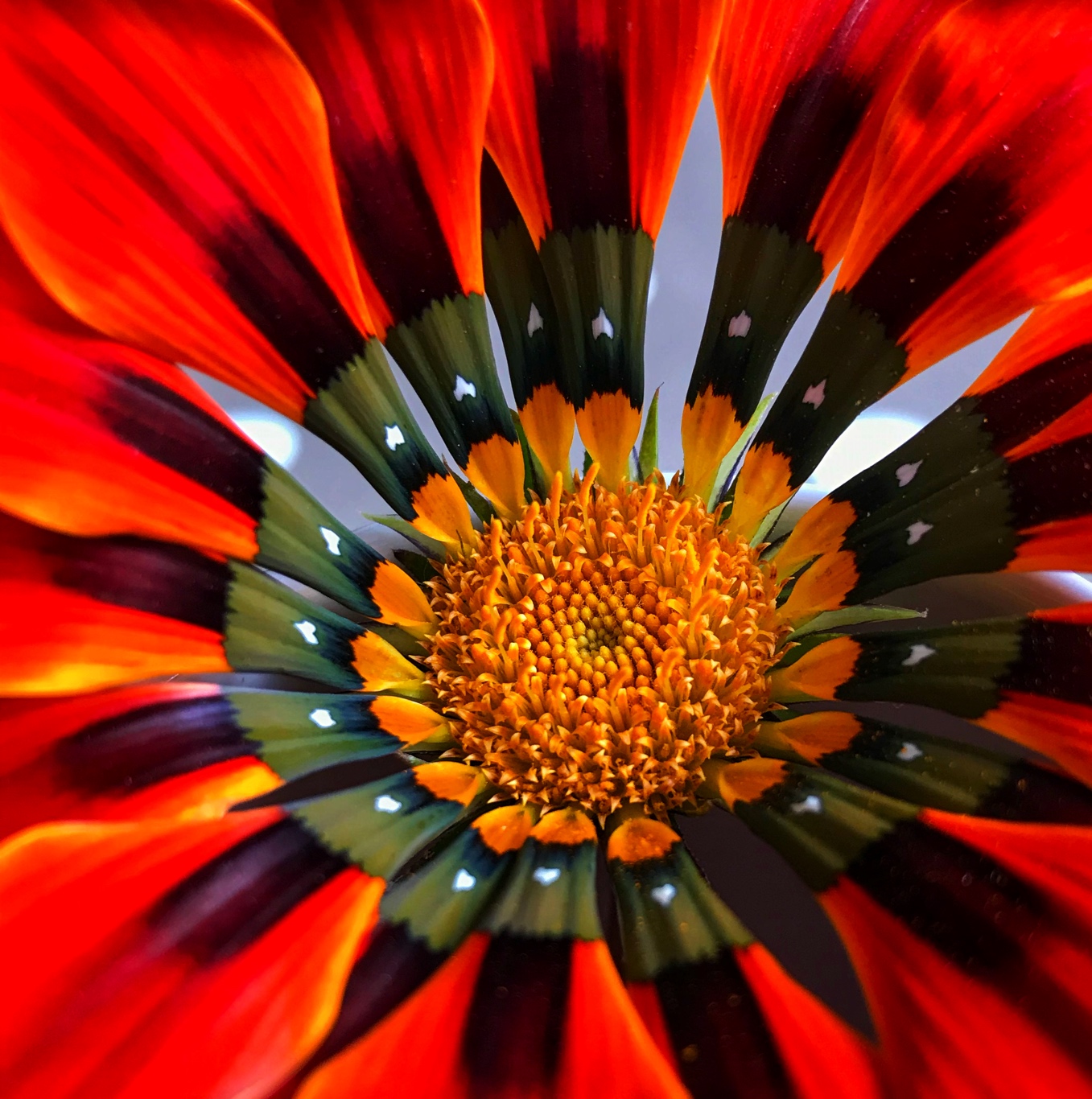 Gazania 