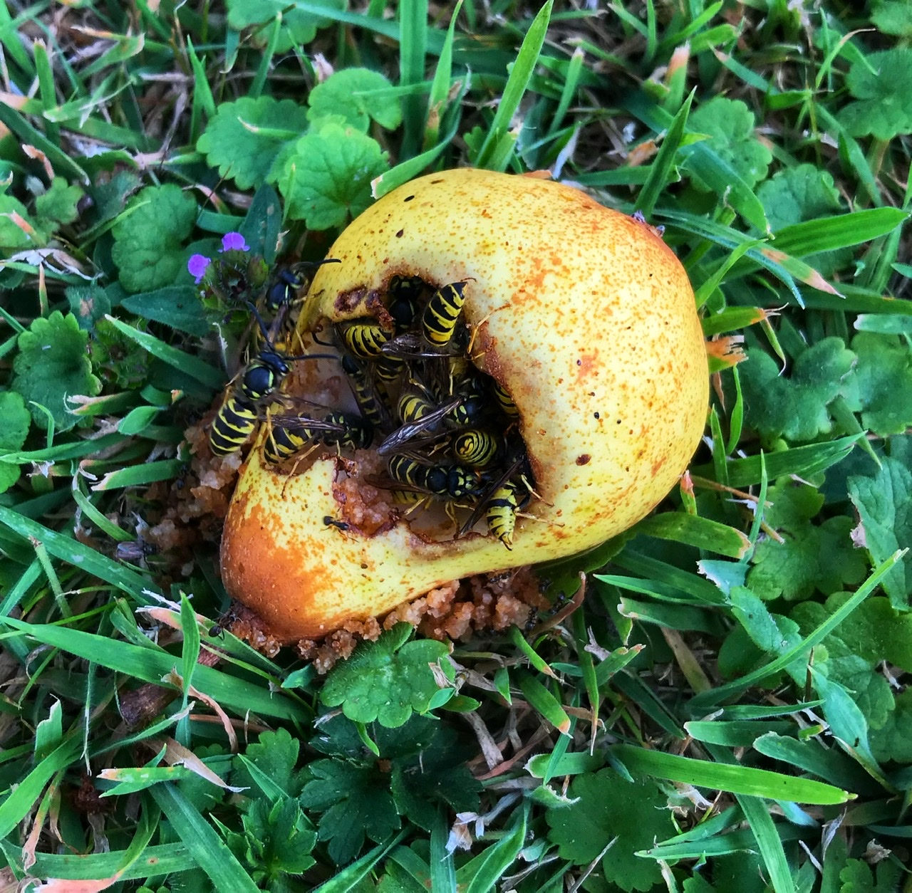Feeding frenzy for wasps!