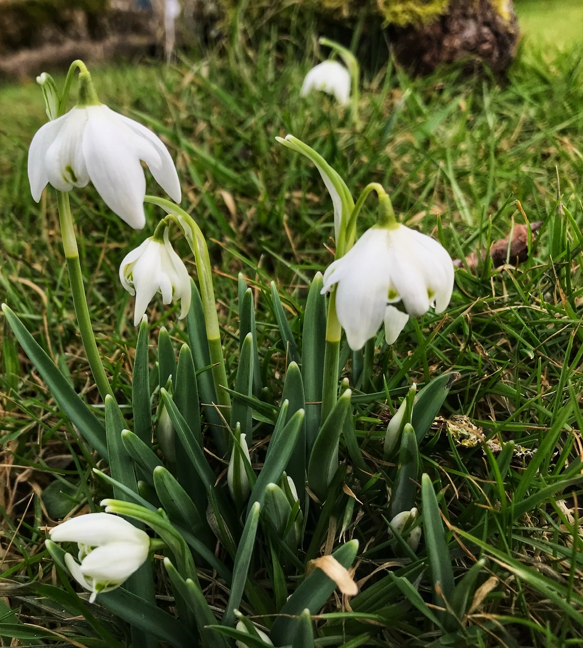 Perce-neige